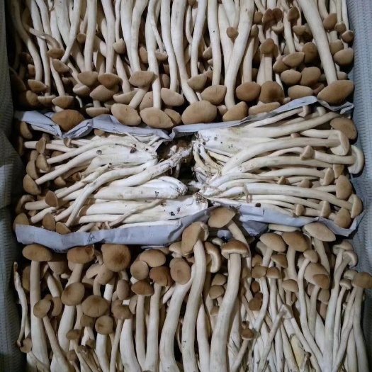古田县古田茶树菇 14~16cm 未开伞 鲜茶树菇 