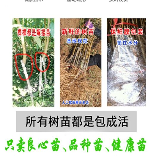 映霜红桃苗 0.5~1米 