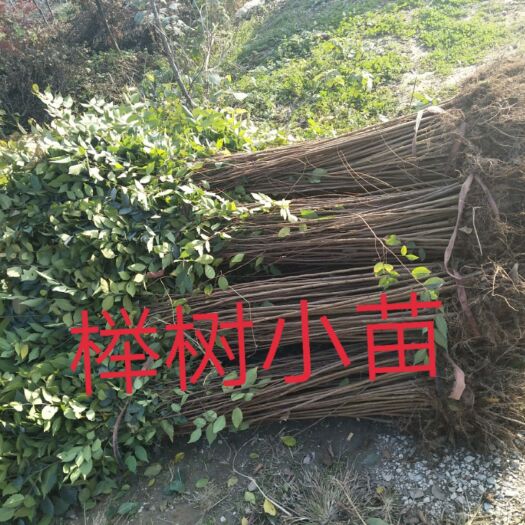 常州红榉  榉树小苗价格，上水苗木园批发