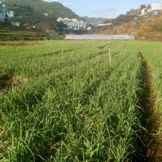盘州市红根蒜苗 45 - 50cm 