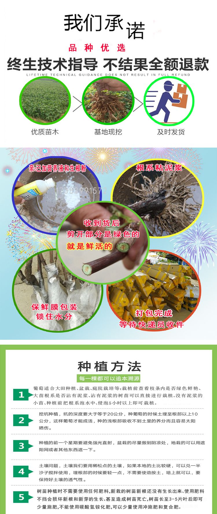 藤稔葡萄苗 
