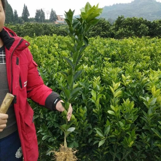 保靖县纽荷尔脐橙苗 嫁接苗 0.5~1米 