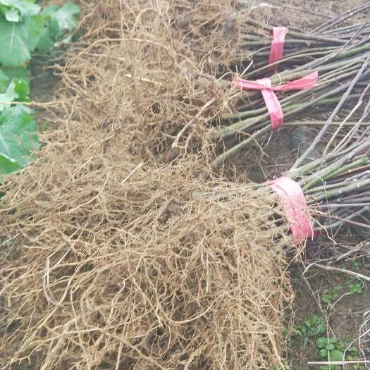 杭州吴茱萸苗 