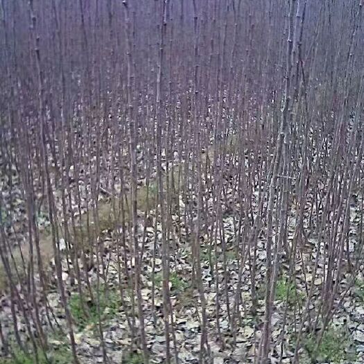 无极县清香核桃苗 