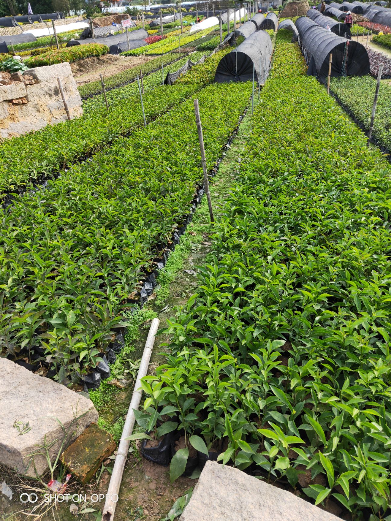 双色茉莉 茉莉福建漳州苗木基地