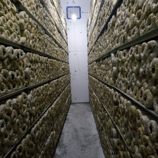 招远市滑子菇菌种 金兄弟菌业，常年对外加工各品种菌棒，品质优良，出菇量大