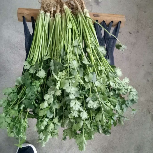 莒县铁杆青香菜  30~35cm 大叶香菜，冷库处理