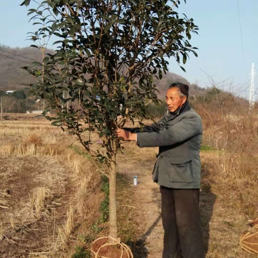 霍山县金桂花树苗 