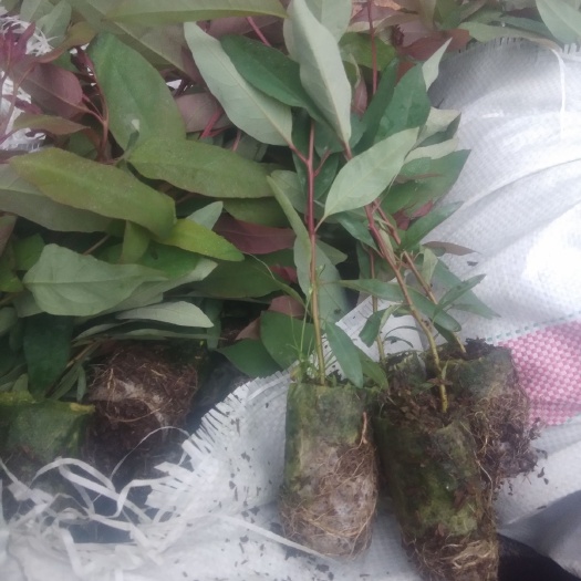 灵山县桉树苗 组培苗速生广9.29