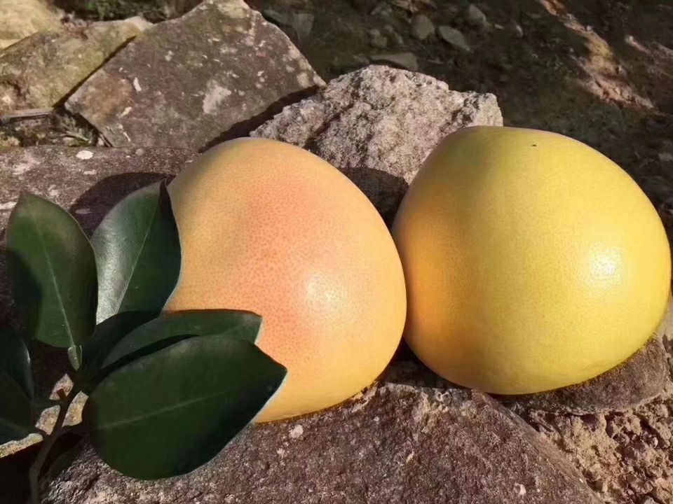 蜜柚 2.5斤以上 