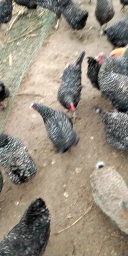 夏邑县芦花鸡 2-3斤 母 
