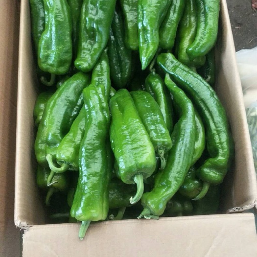 余姚市尖椒 5~10cm 中辣 靑色 