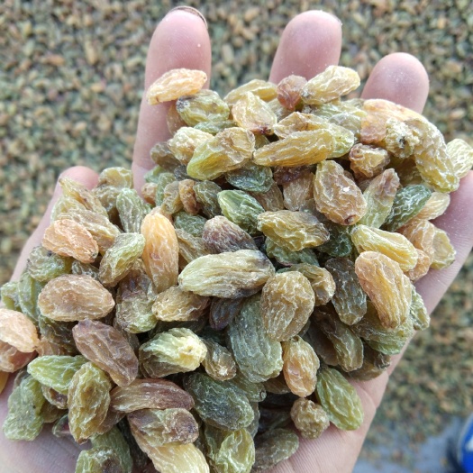 鄯善县新疆绿葡萄干 统货