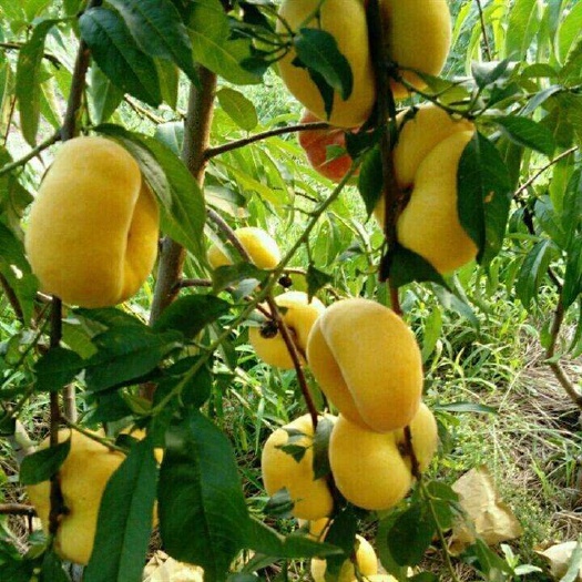 平邑县黄金油蟠桃苗 1~1.5米 