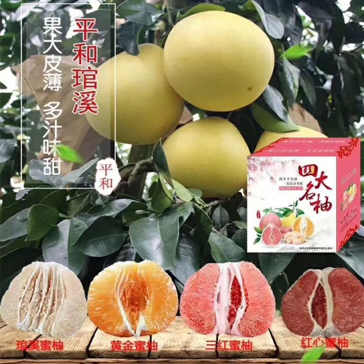 蜜柚 2.5斤以上 