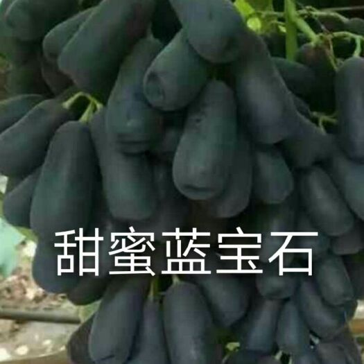 平邑县蓝宝石葡萄苗 