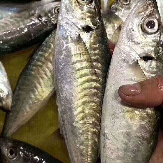 东山县 海捕巴浪鱼