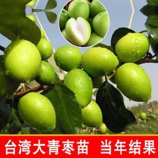 大青枣苗  矮化品种盆栽一年挂果，但含糖较低，只有11度