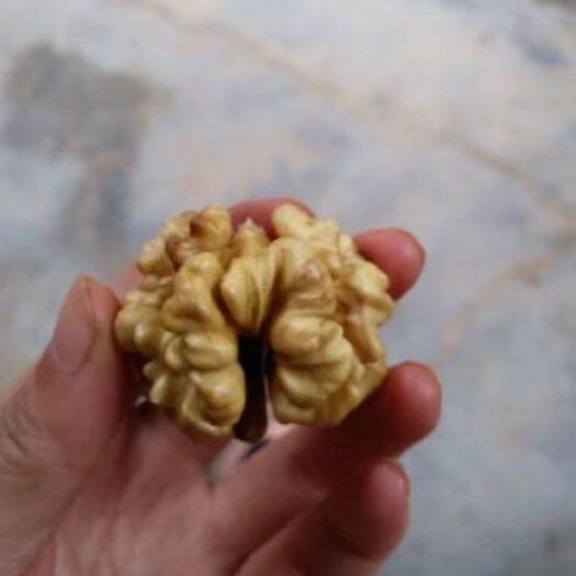 郑州薄皮核桃 