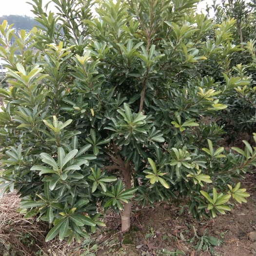 靖州县东槐杨梅苗 