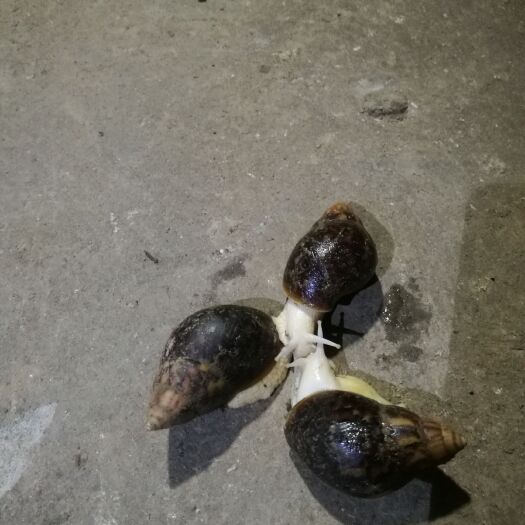 上海白玉蜗牛 