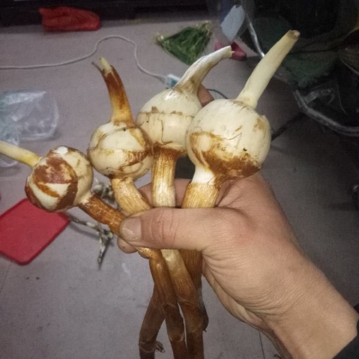惠州白肉慈菇 50~70g 