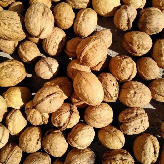 特克斯县薄皮核桃 