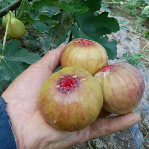 平邑县青皮无花果树苗 