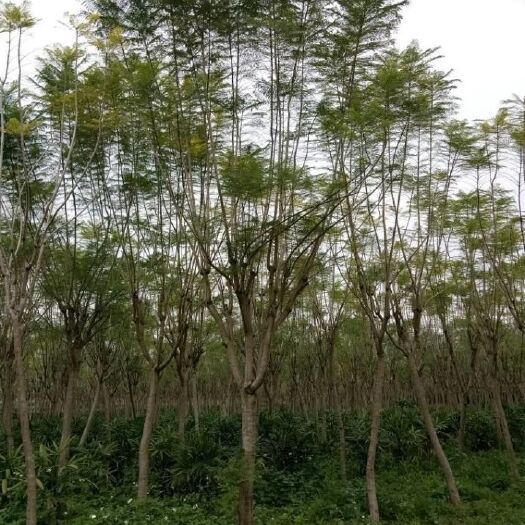 成都蓝花楹 3.5~5米 