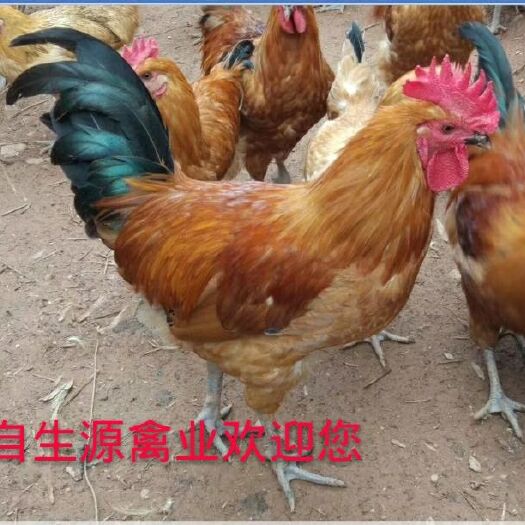 重庆市土鸡苗 