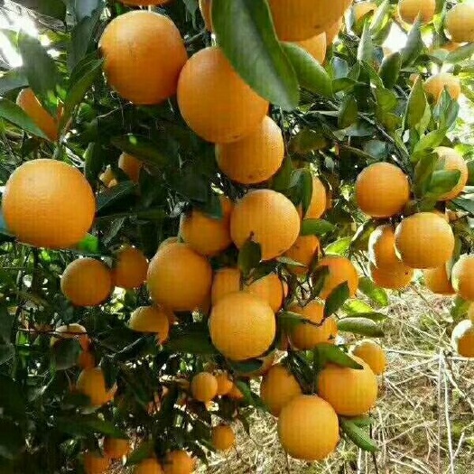 深圳冰糖橙  大量批发