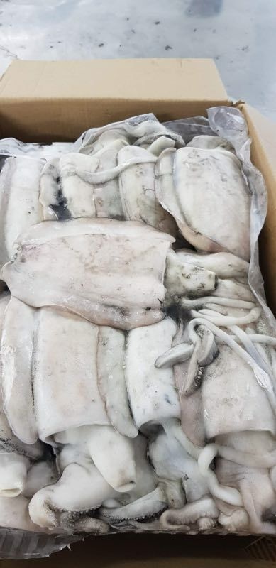 阳江印尼墨鱼 
