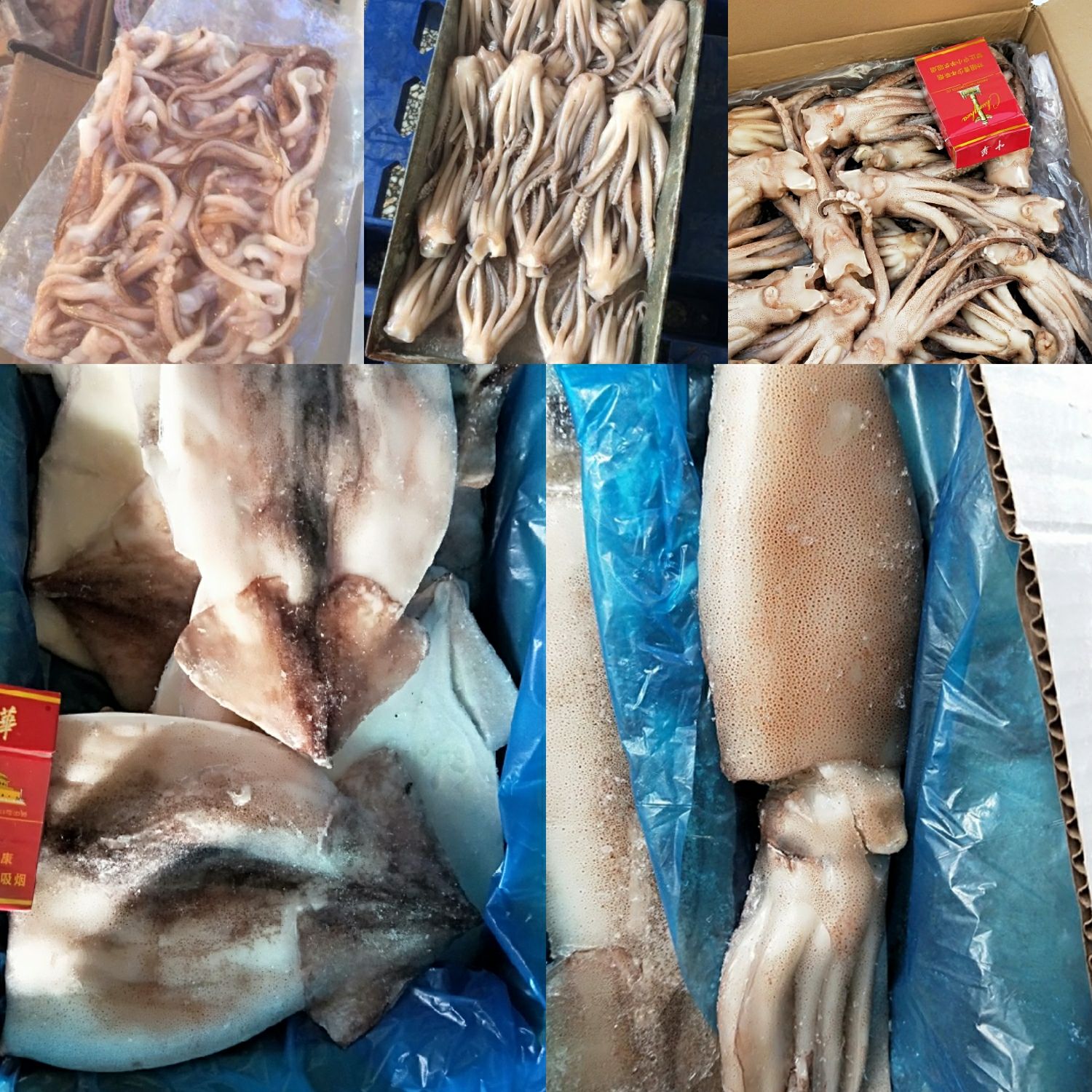 阿根廷鱿鱼 