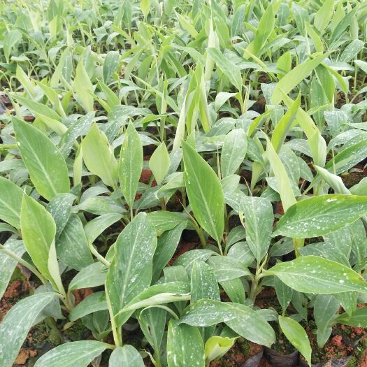 灵山县粉蕉苗 