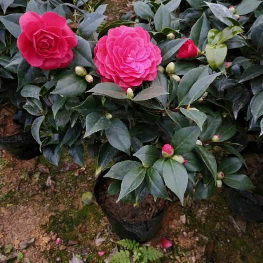 南靖县赤丹 80~100cm 