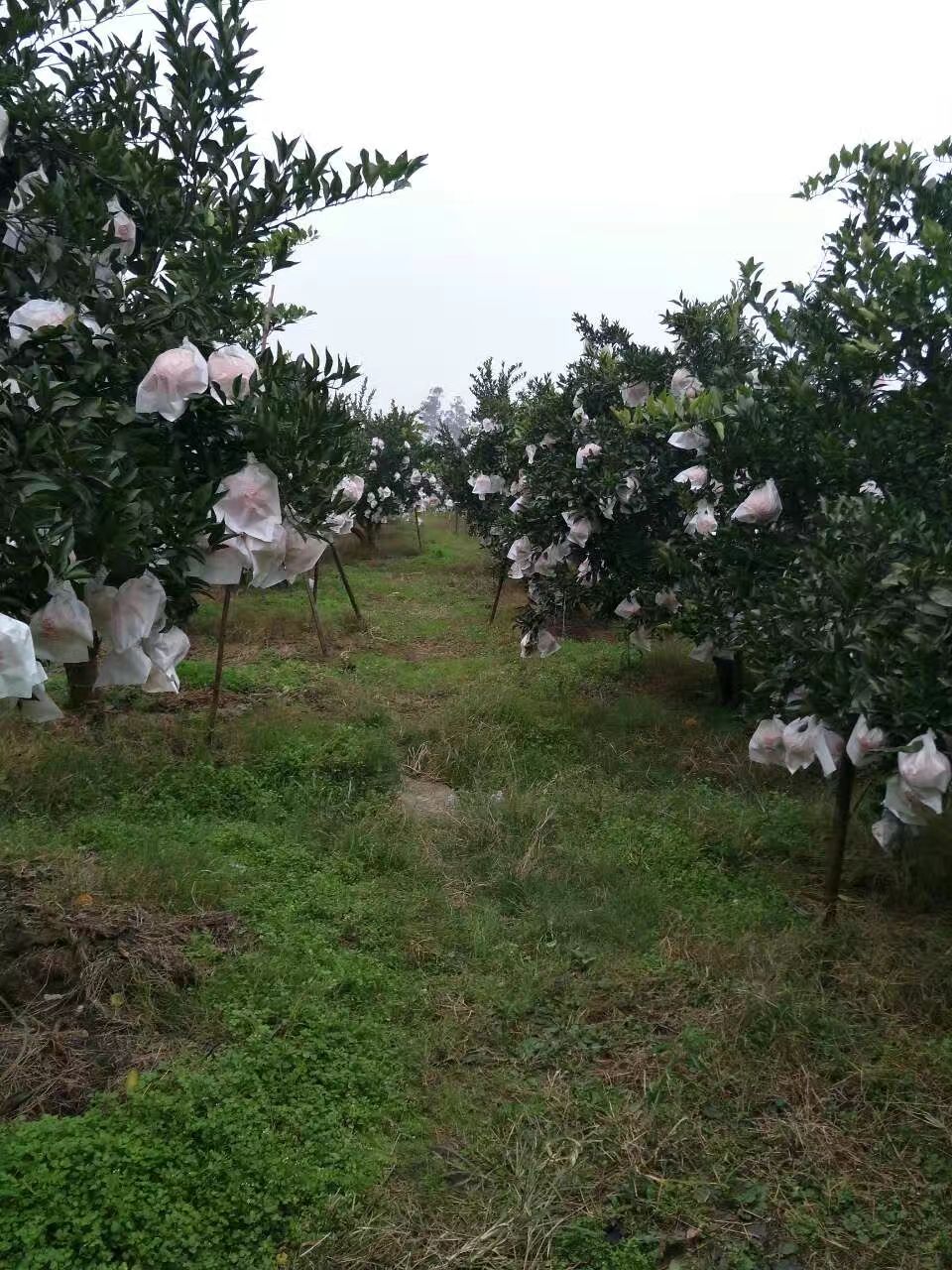 耙耙柑 7 - 7.5cm 3两以上 
