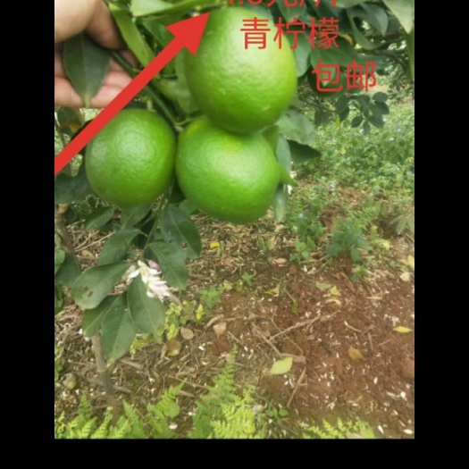 南宁青柠檬 2 - 2.6两 