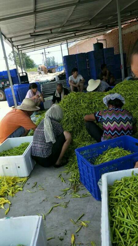 四月花 一级 散装 