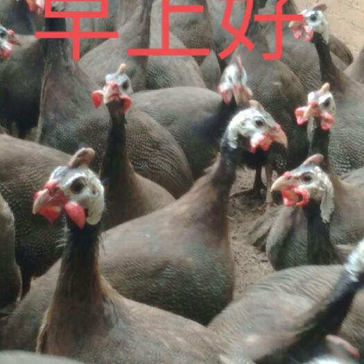梧州贝蒂纳火鸡 10-15斤 