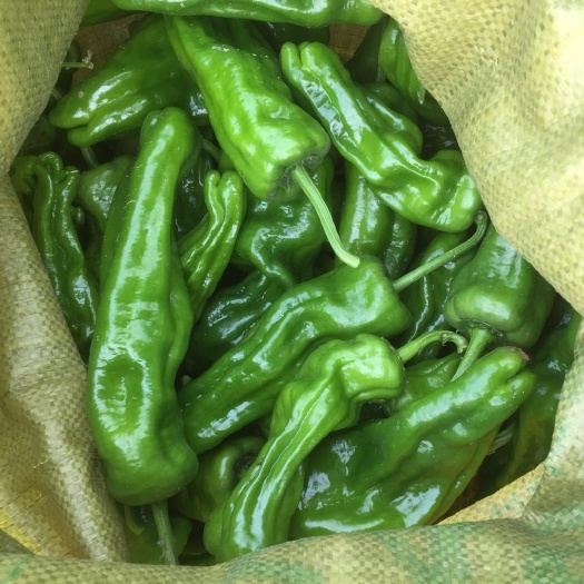 虞城县薄皮椒 10~15cm 微辣 靑色 