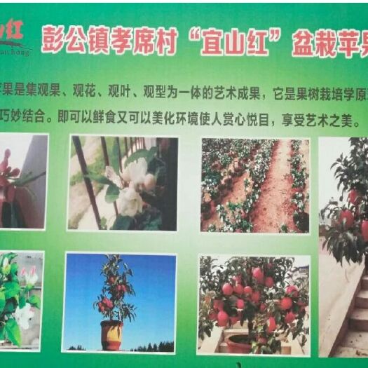 长武县果树盆景