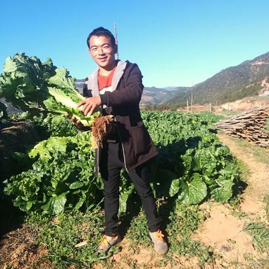 楚雄市麻叶菜 