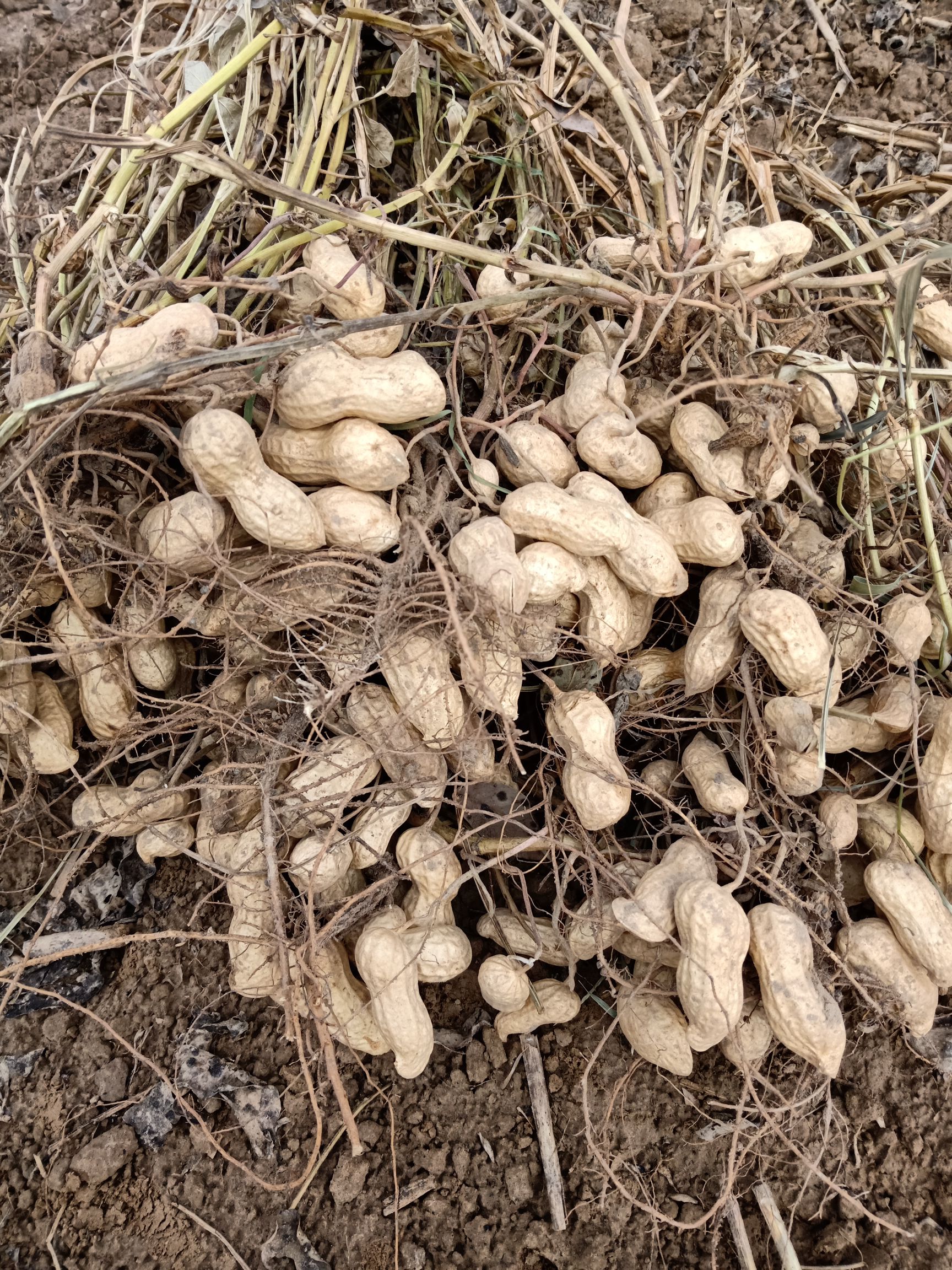 胖娃娃 花生专用，控旺 抗重茬 膨大素，详细介绍请看包装说明