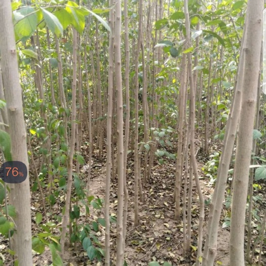 贵阳杜仲苗 