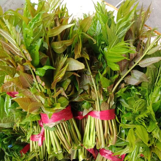 泰安红油香椿芽 12cm以上 