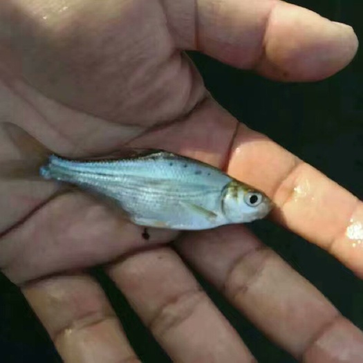 博罗县三角鲂鱼苗 