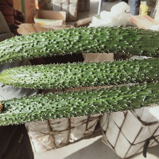 靖远县大刺黄瓜 25~35cm 