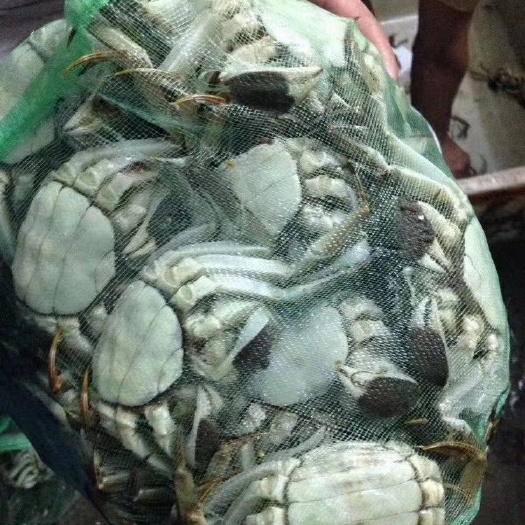洪湖市洪湖大闸蟹 统货 3.0-3.5两 