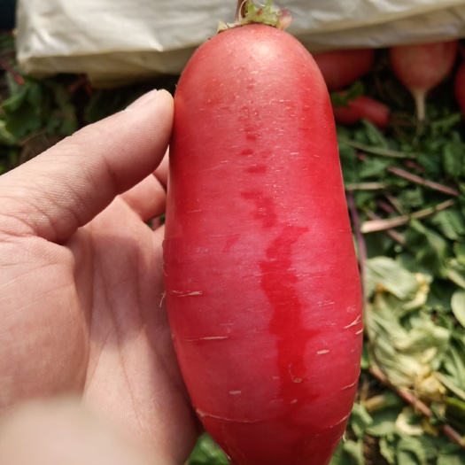 连云港红皮萝卜 0.2斤以下 