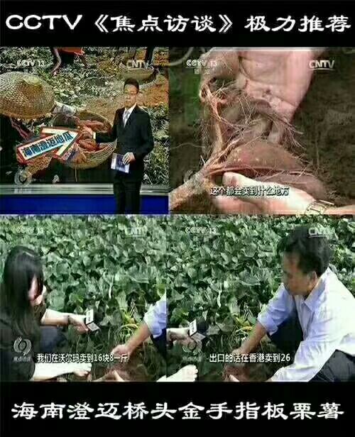 澄迈桥头地瓜 混装通货 红皮 